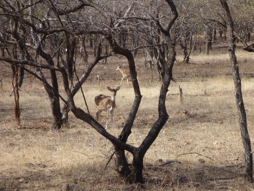 More Deer! Soz no tigers!