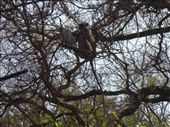Monkey business: by paulpiorun, Views[350]