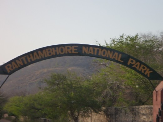 No.1 place to spot a wild tiger in India. Yeah right!