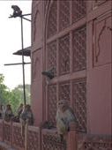 Monkeys watching the Taj Mahal: by paulpiorun, Views[261]
