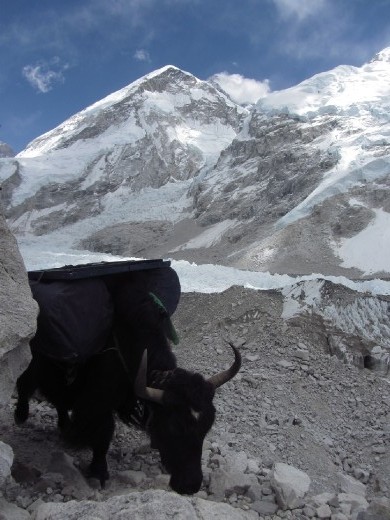 Don't mess with the yak!