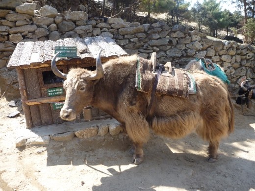 Don't mess with the yak!