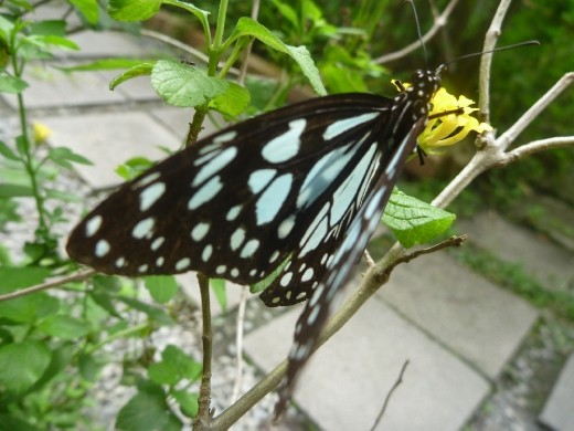 The highlight of the trip to the orchid farm