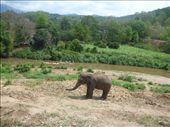 Baby elephant: by paulpiorun, Views[227]