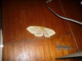 Gecko eyeing up a moth far to big: by paulpiorun, Views[259]