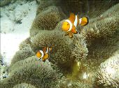 Nemo's!: by paulpiorun, Views[316]