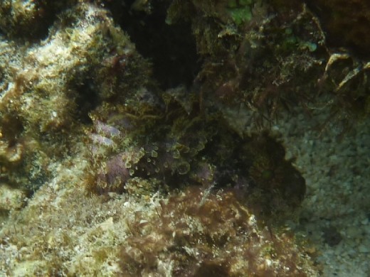 Scorpion fish