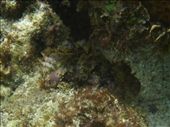 Scorpion fish: by paulpiorun, Views[423]