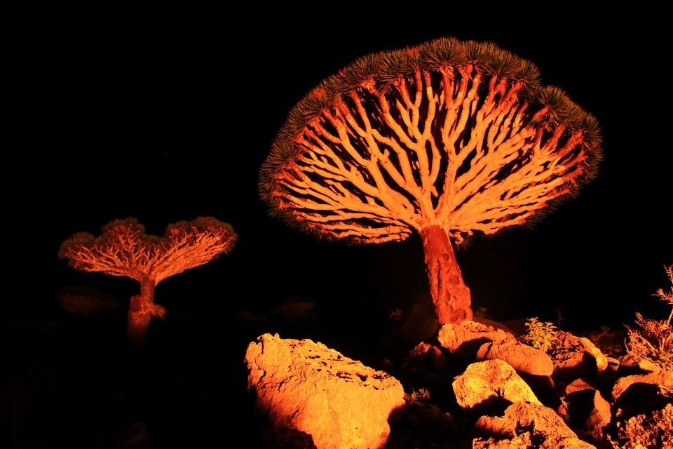Majestic Dragon tree illuminated by romantic fire.
