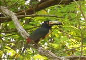 Palenque: by pauluiza, Views[412]