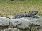Tulum: by pauluiza, Views[271]