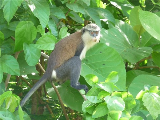 Monkey Business at Tafi Atome, Ghana #2