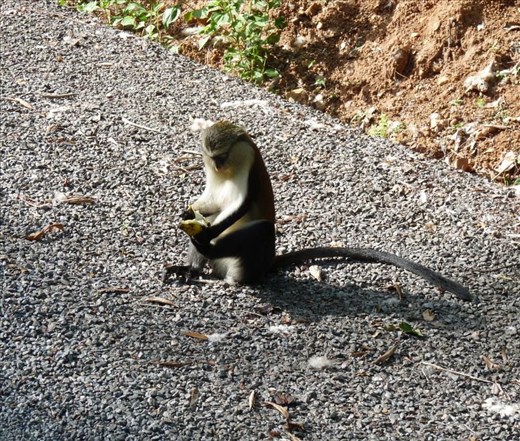 Monkey Business at Tafi Atome, Ghana #4