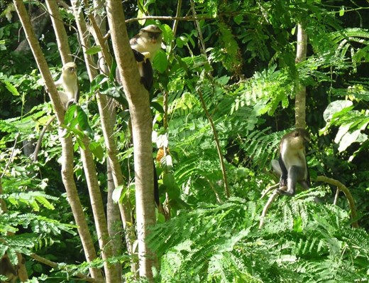 Monkey Business at Tafi Atome, Ghana #3