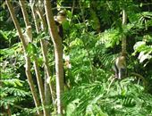 Monkey Business at Tafi Atome, Ghana #3: by pbm6, Views[360]