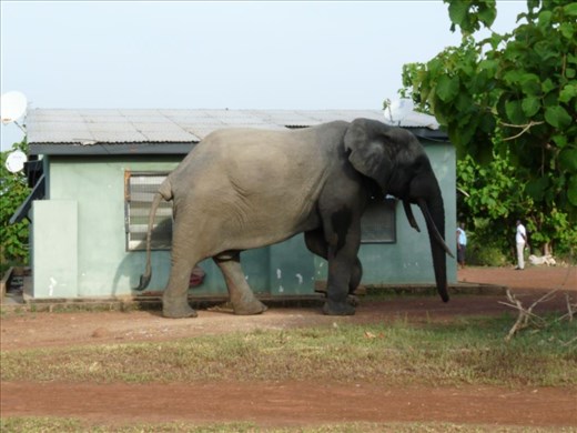 2016 05 06 Mole, Ghana (4)