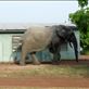 2016 05 06 Mole, Ghana (4) by: pbm6 Views[215]