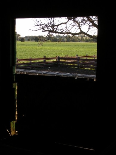 Another day of back-breaking effort dawns on the shearing shed at Greyholme.