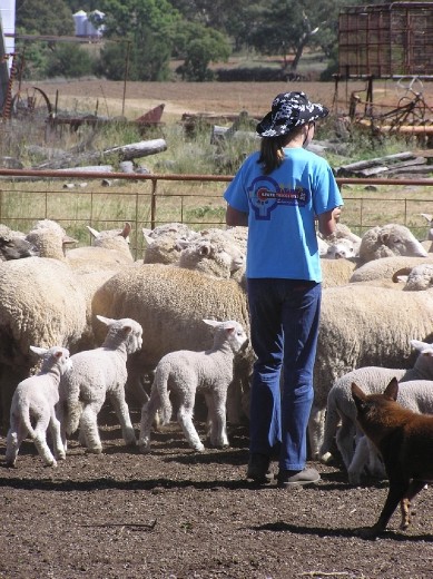 In the yards the children help to draft the lambs off the mob.