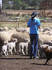 In the yards the children help to draft the lambs off the mob.: by peachgone, Views[195]
