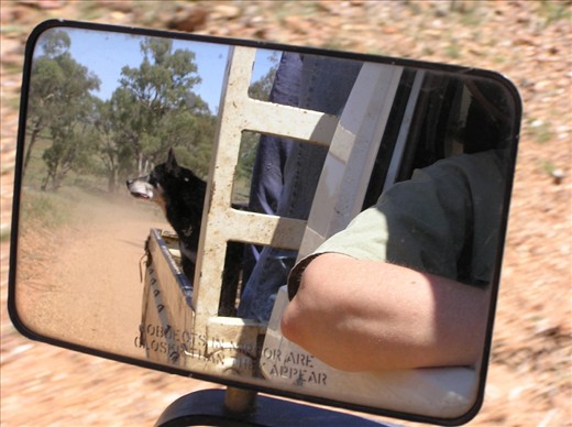 The muster team heads out with the dogs to round up the mob.