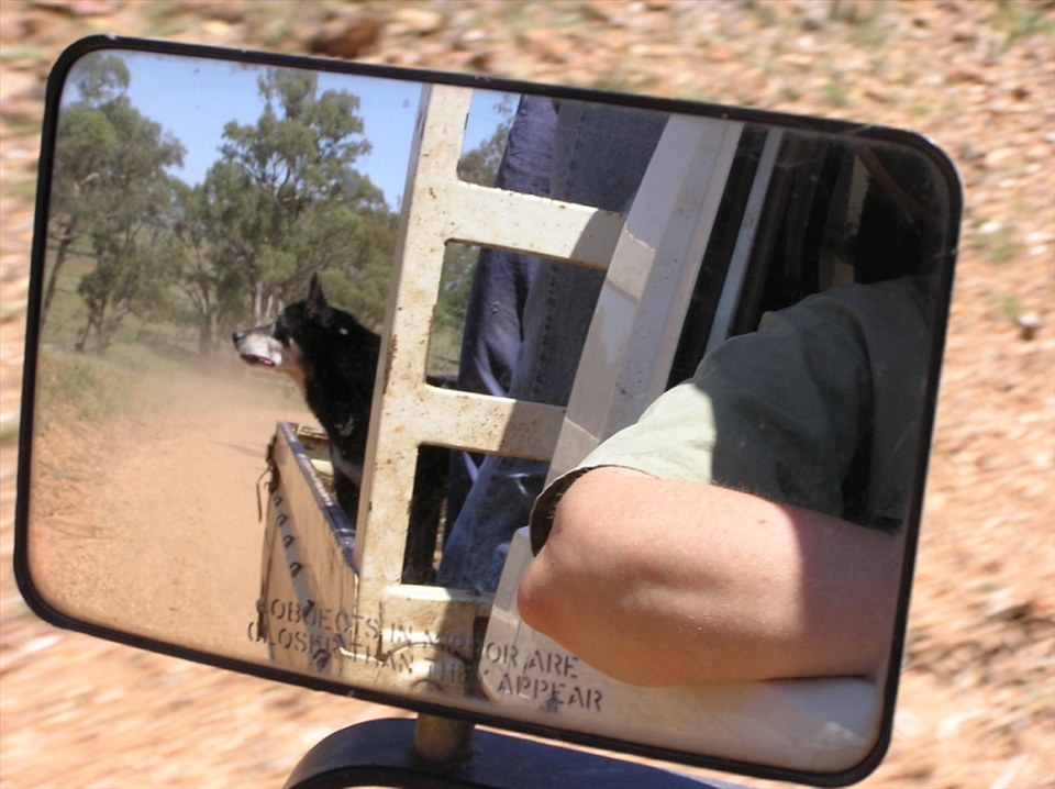 The muster team heads out with the dogs to round up the mob.