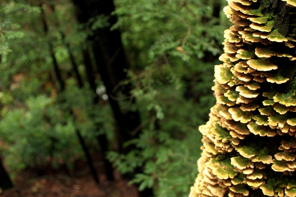 Condos in the city have balcony's for people, and trees in the woods do to for any creature small enough to fit on a fungus platform.