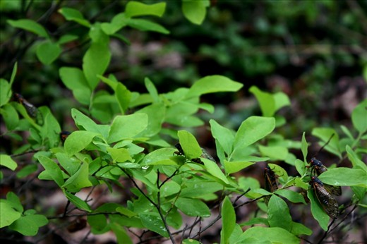 All eyes on you even in the middle of the woods. The roar of rushing water gets drowned out under the roar of 100's of cicadas on top of the hill. Summer is never silent.