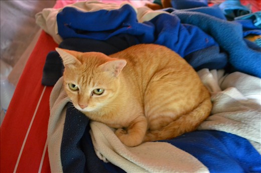 Our sleeping companion 'Mimi' @ The Panya Project