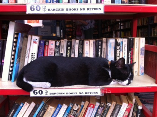 Chiangmai Book Shop Cat