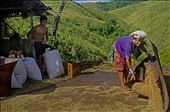 Zoom farming is the main earning point of Moorong peoples: by pekuyachittagong, Views[244]