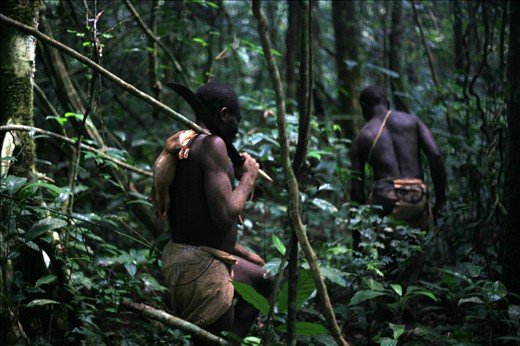 Baka’s are great hunters and they treat forest with great respect, one of their biggest delights is honey found high in the tree tops. It takes lot of skills to get it down to their families
