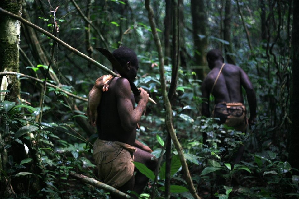 Baka’s are great hunters and they treat forest with great respect, one of their biggest delights is honey found high in the tree tops. It takes lot of skills to get it down to their families