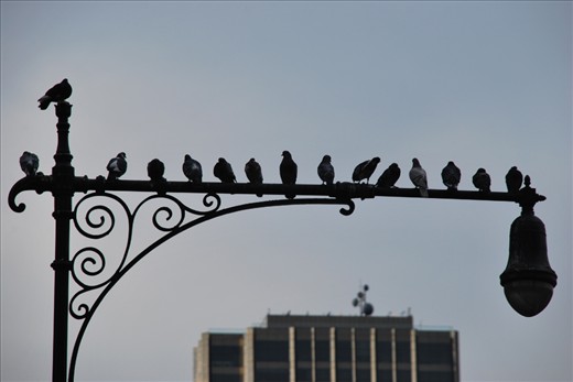 The famous birds of NYC sitting on the light poles looking for food.