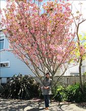 Them lovely cherry blossomssss: by peppermench, Views[236]