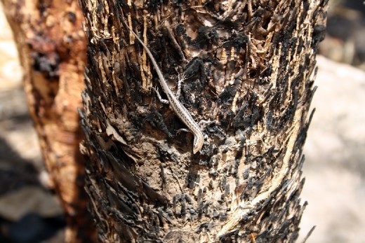 Arnhem Land is alive and buzzing with creatures of all shapes and sizes. Many of the animals are not used to human coexistence around them, therefore display no fear when one approaches. This little skink came out to bath in the burning sun and was as curious in me as I was in it. 