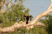 On the body of water and surrounding marshes that is the Corroboree Billabong, where we crept through at the height of saltwater crocodile mating season, this Snakeneck Darter was found up in the Paper Gums, out its feathers and warming its body after its dive-bomb feeding. : by pepstwolf, Views[516]