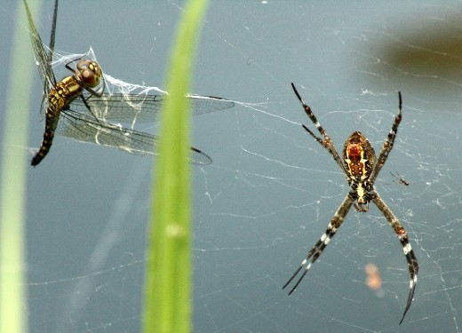 Litchfield National Park is renowned for her tumbling waterfalls and refreshing swimming holes, however you do not have to search too far into the surrounding bush-land to find the giant creatures that live here. This giant female orb weaver and her tiny mate had snared a dragonfly in her web. 