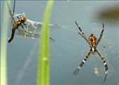 Litchfield National Park is renowned for her tumbling waterfalls and refreshing swimming holes, however you do not have to search too far into the surrounding bush-land to find the giant creatures that live here. This giant female orb weaver and her tiny mate had snared a dragonfly in her web. : by pepstwolf, Views[655]