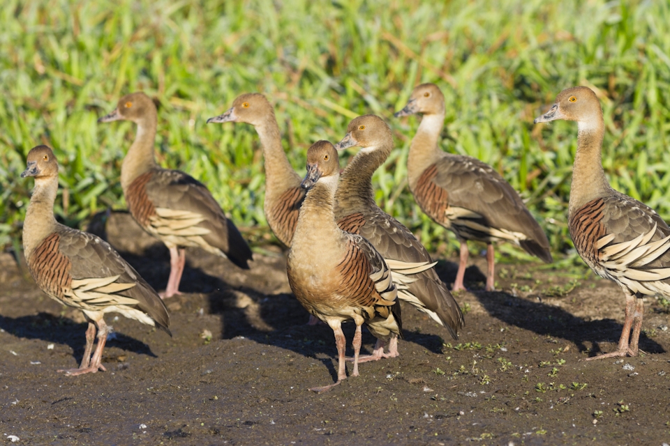 With 'spirited whistlings' and 'lively twitterings' small groups to dense flocks of these Plumed Whistling Ducks with Tiger like stripes inhabit lush wetlands and floodplains throughout  Kakadu National Park.












