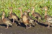 With 'spirited whistlings' and 'lively twitterings' small groups to dense flocks of these Plumed Whistling Ducks with Tiger like stripes inhabit lush wetlands and floodplains throughout  Kakadu National Park.












: by peru14scholar, Views[264]