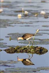 Also known as 'The Jesus Bird' for it's ability to seemingly walk on water, the Comb Crested Jacana moves gracefully on floating aquatic vegetation with large toes and claws. If threatened by predators they will submerge to escape. : by peru14scholar, Views[385]