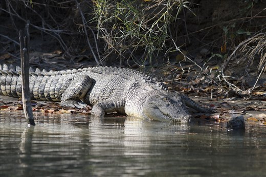 This large Estaurine Crocodile on the East Alligator River seeks partial shade on the river bank to help regulate body temperature. Known as an 'Ectotherm', their behaviour is determined by surrounding temperatures. 
