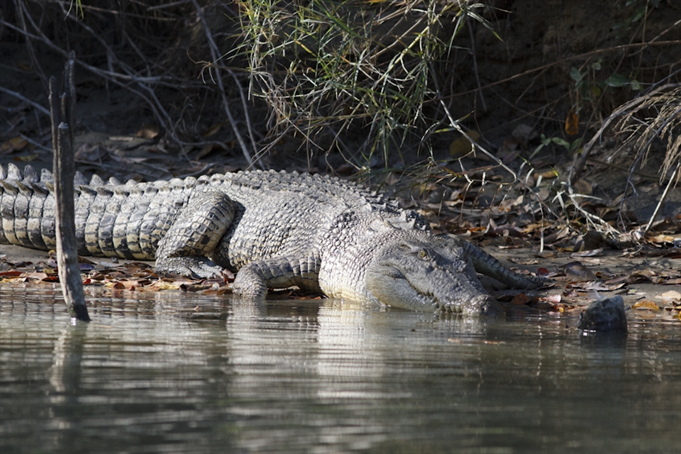 This large Estaurine Crocodile on the East Alligator River seeks partial shade on the river bank to help regulate body temperature. Known as an 'Ectotherm', their behaviour is determined by surrounding temperatures. 