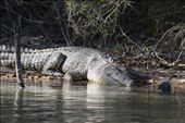 This large Estaurine Crocodile on the East Alligator River seeks partial shade on the river bank to help regulate body temperature. Known as an 'Ectotherm', their behaviour is determined by surrounding temperatures. : by peru14scholar, Views[630]