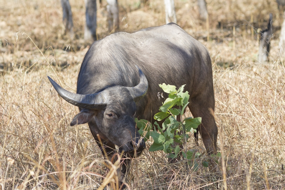 Feral Buffalo were introduced to the Northern Territory in the 19th Century as working animals for early settlers. As settlements were abandoned the Buffalo were released and are responsible for major damage to vegetation and wetlands in area's like Kakadu where I found this Bull grazing.