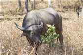 Feral Buffalo were introduced to the Northern Territory in the 19th Century as working animals for early settlers. As settlements were abandoned the Buffalo were released and are responsible for major damage to vegetation and wetlands in area's like Kakadu where I found this Bull grazing.: by peru14scholar, Views[485]