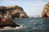 Ballestas Islands from boat: by peruonnet, Views[225]