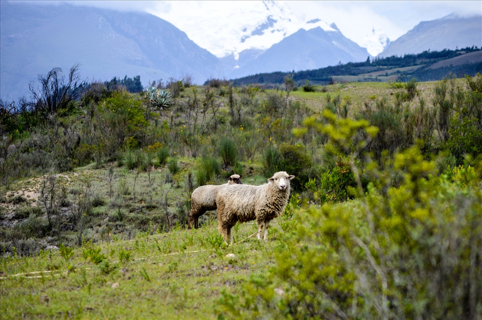 As we came down the mountain after our first day of serving in the rural village of Jangas, we walked by some sheep grazing in a field. They seemed to stare at us with the same look of curiosity and wonder as all of the locals did. 