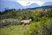 As we came down the mountain after our first day of serving in the rural village of Jangas, we walked by some sheep grazing in a field. They seemed to stare at us with the same look of curiosity and wonder as all of the locals did. : by peruvianperspectives, Views[258]